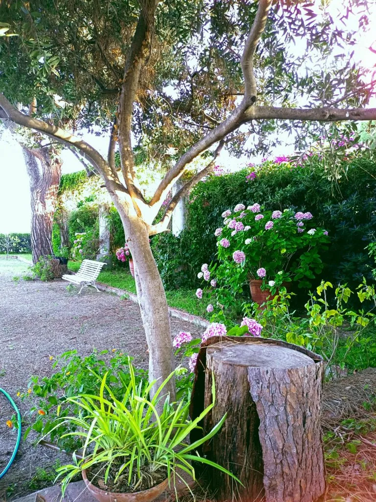 Rincón del jardín, con hortensias y olivos